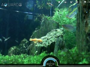 mira los peces en un acuario real