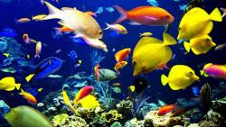 El mejor fondo de escritorio con peces tropicales, fondos marinos y océanos 2 fondos marinos y peces-02