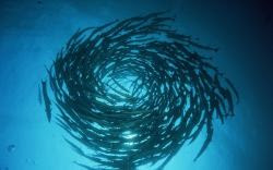 El mejor fondo de escritorio con peces tropicales, fondos marinos y océanos 4 fondos marinos y peces 4