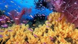El mejor fondo de escritorio con peces tropicales, fondos marinos y océanos 15 fondo de pantalla de mar y peces 15