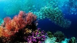 El mejor fondo de escritorio con peces tropicales, fondos marinos y océanos 18 fondo de pantalla de mar y peces 18