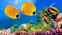 El mejor fondo de escritorio con peces tropicales, fondos marinos y océanos 21 fondos marinos y peces 21