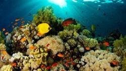 El mejor fondo de escritorio con peces tropicales, fondos marinos y océanos 19 fondo de pantalla de mar y peces 19
