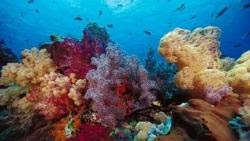 El mejor fondo de escritorio con peces tropicales, fondos marinos y océanos 16 fondo de pantalla de mar y peces 16