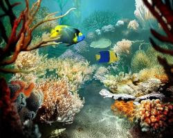 El mejor fondo de escritorio con peces tropicales, fondos marinos y océanos 29 fondos de pantalla de mar y peces 29
