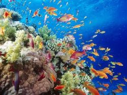 El mejor fondo de escritorio con peces tropicales, fondos marinos y océanos 27 papel pintado mar y pescado 27