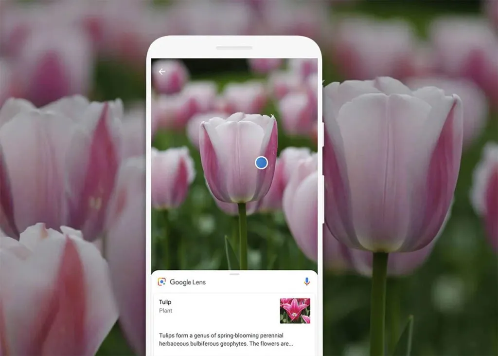 las mejores aplicaciones de reconocimiento de plantas y flores para android