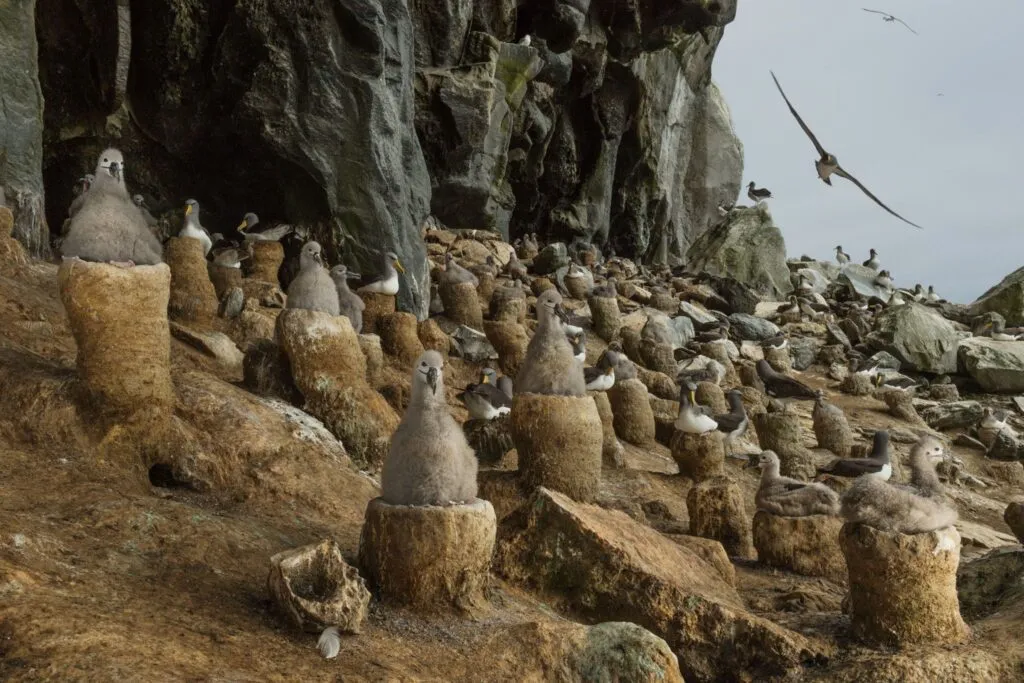 cruce de animales nuevos horizontes la mejor manera de adentrarse en las rocas
